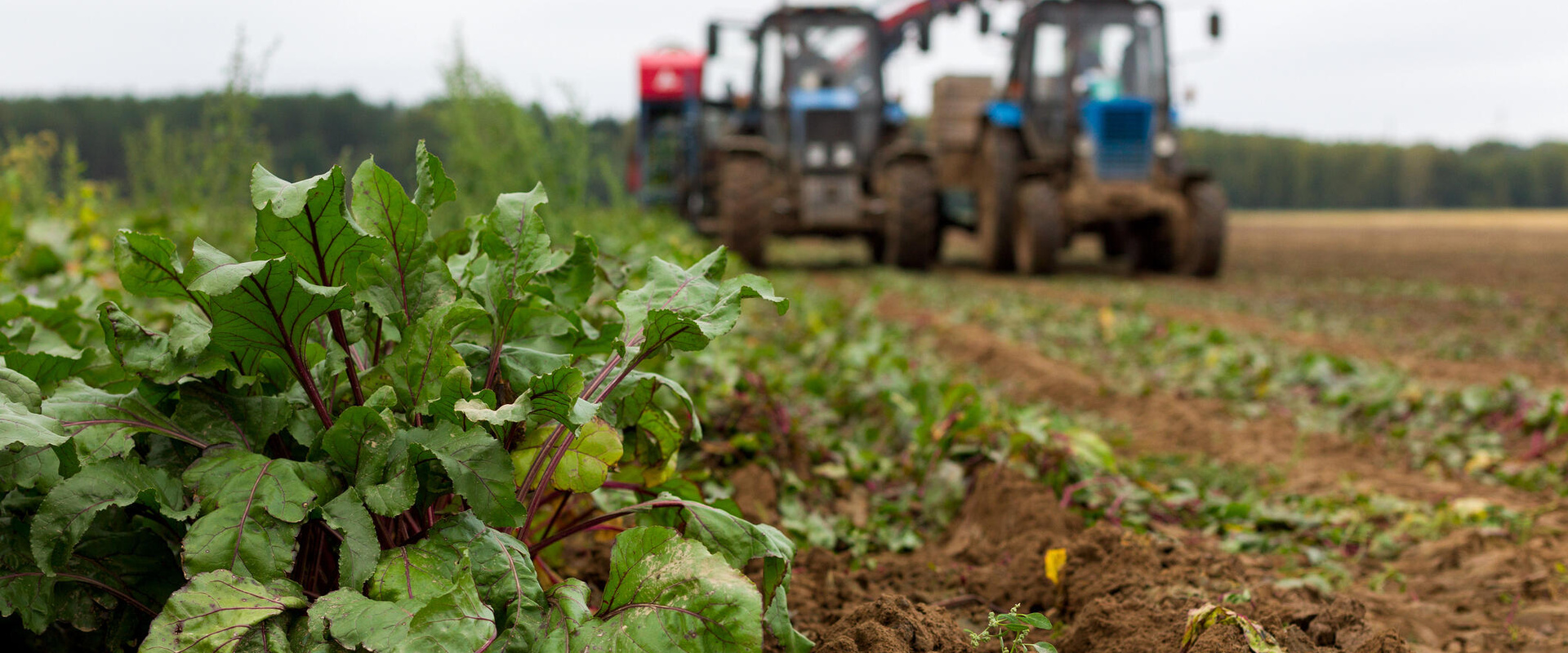 Resultaat regeneratieve landbouw al na één jaar zichtbaar